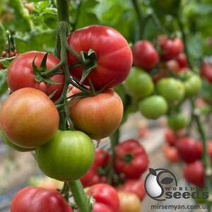 Помидоры Пинк Хит F1 100 семян. (Yuksel Seeds) Помидоры Пинк Хит F1 100 семян. (Yuksel Seeds)