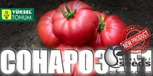 Помидоры Сонароза F1 500 семян. (Yuksel Seeds)