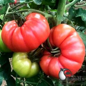 Помидоры Сонароза F1 500 семян. (Yuksel Seeds)