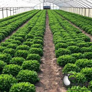 Салат батавиа Кюрли 1000 семян. (Yuksel Seeds) Салат батавиа Кюрли 1000 семян. (Yuksel Seeds)