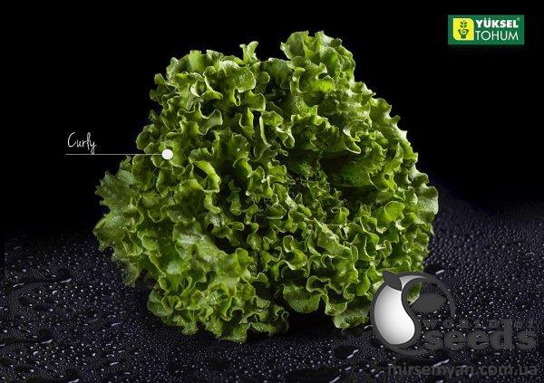 Салат батавиа Кюрли 1000 семян. (Yuksel Seeds) Салат батавиа Кюрли 1000 семян. (Yuksel Seeds)