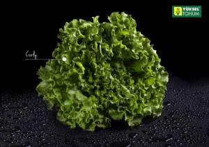 Салат батавиа Кюрли 1000 семян. (Yuksel Seeds)