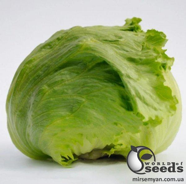 Салат айсберг Лекстрис/ Lectrice 5000 семян. (Bejo) Салат айсберг Лекстрис/ Lectrice 5000 семян. (Bejo)