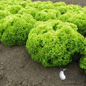 Салат Биондонна/Biondonna 5000 семян. (Bejo)