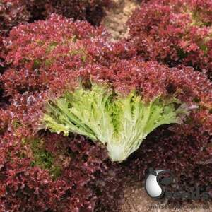 Салат Солос/ Solos 5000 семян. (Bejo)