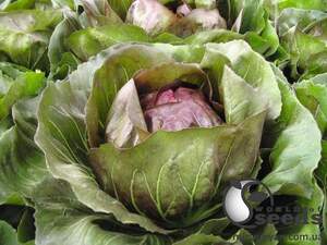 Цикорий салатный Леонардо 5000 семян. (Bejo)