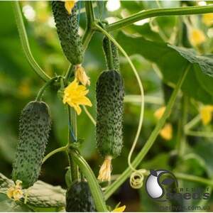 Огурец Абсолют F1 1000 семян. (Bejo)