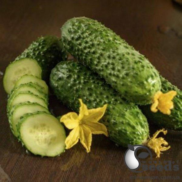 Огурец Абсолют F1 1000 семян. (Bejo) Огурец Абсолют F1 1000 семян. (Bejo)