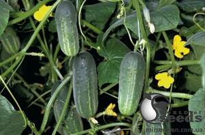 Огурец Аккорд F1 250 семян. (Bejo)