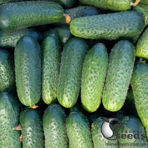 Огурец Аккорд F1 250 семян. (Bejo) Огурец Аккорд F1 250 семян. (Bejo)