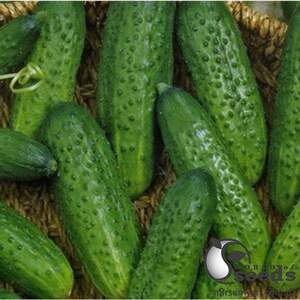 Огурец Атлантис F1 25 000 семян. (Bejo)