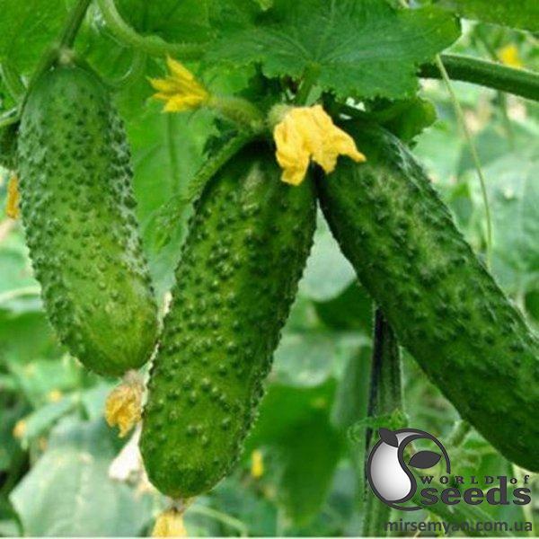 Огурец Атлантис F1 25 000 семян. (Bejo) Огурец Атлантис F1 25 000 семян. (Bejo)