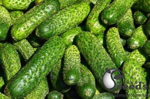 Огурец Астерикс F1 25 000 семян. (Bejo) Огурец Астерикс F1 25 000 семян. (Bejo)