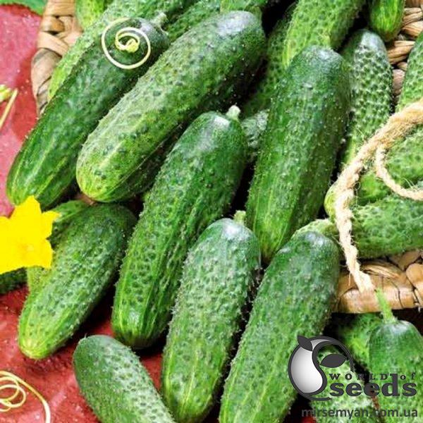 Огурец Астерикс F1 25 000 семян. (Bejo) Огурец Астерикс F1 25 000 семян. (Bejo)