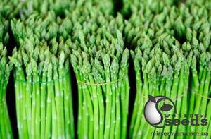 Спаржа Бахус F1 500 семян. (Bejo) Спаржа Бахус F1 500 семян. (Bejo)