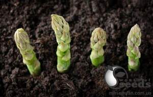 Спаржа Бахус /Bacchus F1 5 000 семян. (Bejo)