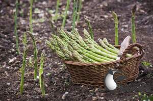 Спаржа Сигнус F1 500 семян. (Bejo)