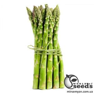 Спаржа Сигнус F1 500 семян. (Bejo)