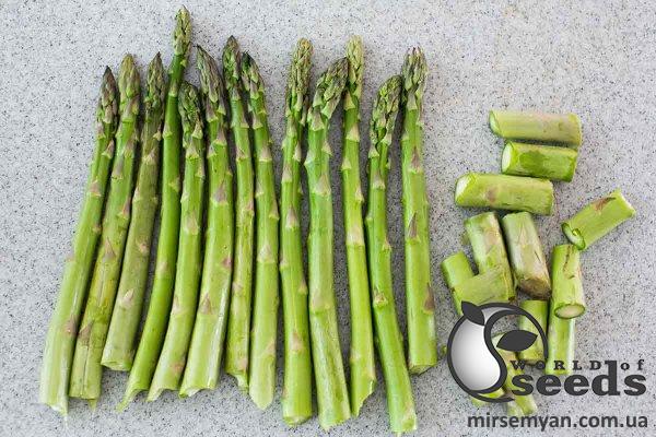 Спаржа Сигнус F1 500 семян. (Bejo) Спаржа Сигнус F1 500 семян. (Bejo)