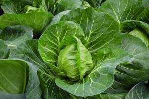 Капуста Ранини  F1 2500 семян. (Bejo)