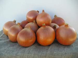 Лук Мондела F1 250 000 семян. (Bejo)