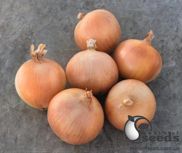 Лук Брекстон F1 250 000 семян. (Bejo) Лук Брекстон F1 250 000 семян. (Bejo)