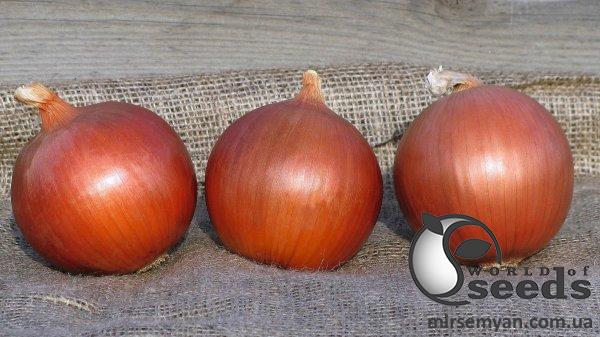 Лук Сонома F1 250 000 семян. (Bejo) Лук Сонома F1 250 000 семян. (Bejo)