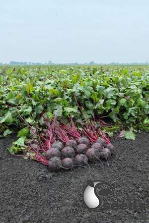 Свекла Манзу F1 10 000 семян. (Bejo) Свекла Манзу F1 10 000 семян. (Bejo)