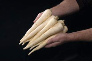 Петрушка Арат (корневая) 50гр. (Bejo) Петрушка Арат (корневая) 50гр. (Bejo)