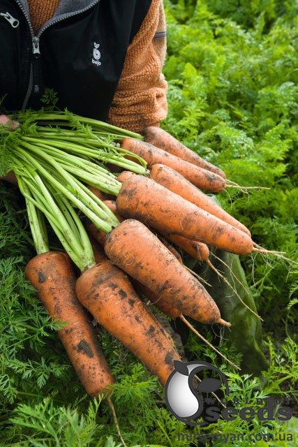 Морковь Кордоба F1 (1,4-1,6мм) 100 000 семян. (Bejo) Морковь Кордоба F1 (1,4-1,6мм) 100 000 семян. (Bejo)