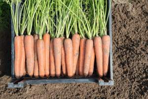 Морковь Ньюхол F1 (1,6-1,8мм) 100 000н Бейо