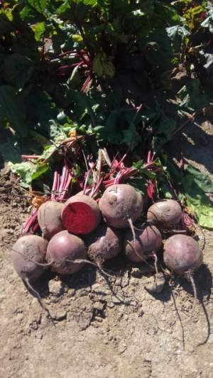 Свекла Пабло F1 500 000 семян. (Bejo)