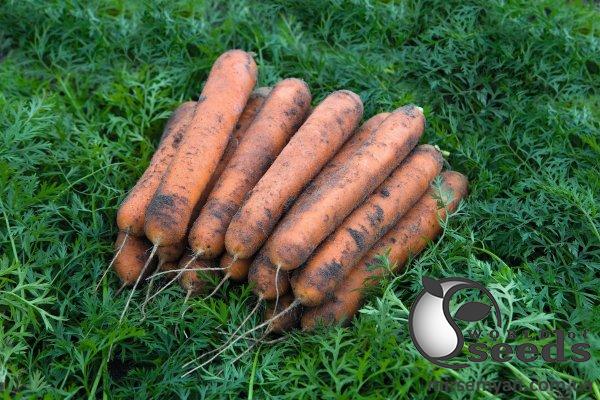 Морковь Номинатор F1 (1,6-1,8мм) 100 000 семян. (Bejo) Морковь Номинатор F1 (1,6-1,8мм) 100 000 семян. (Bejo)