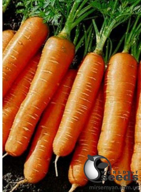 Морковь Балтимор F1 (1,8-2мм) 100 000 семян. (Bejo) Морковь Балтимор F1 (1,8-2мм) 100 000 семян. (Bejo)