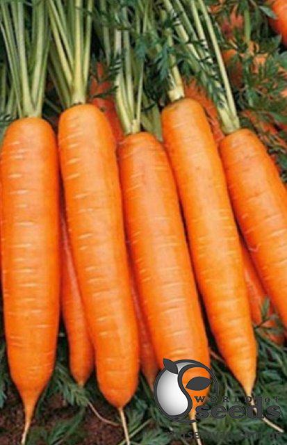 Морковь Бангор F1 (1,8-2мм) 100 000 семян. (Bejo) Морковь Бангор F1 (1,8-2мм) 100 000 семян. (Bejo)