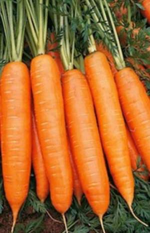 Морковь Бангор F1 (1,8-2мм) 100 000н Бейо