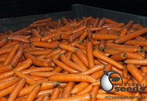 Морковь Бангора F1 (2,2-2,4мм) 100 000н Бейо