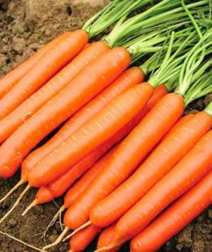 Морковь Белград F1 (1,4-1,6мм) 100 000 семян. (Bejo)