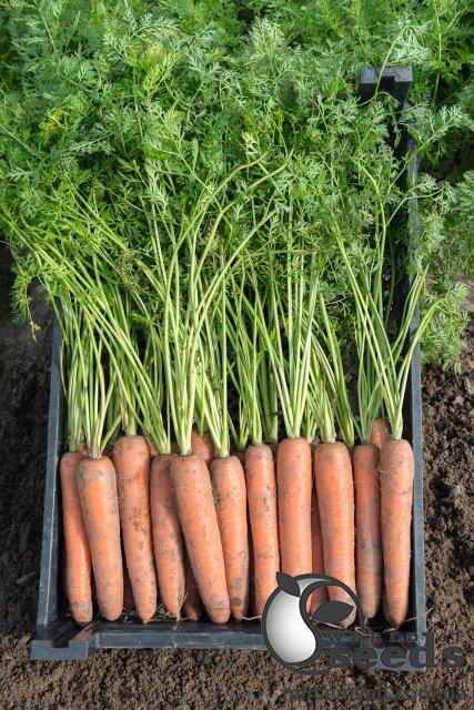 Морковь Бермуда F1 (2,2-2,4мм) 100 000 семян. (Bejo) Морковь Бермуда F1 (2,2-2,4мм) 100 000 семян. (Bejo)