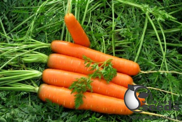 Морковь Канада F1 (2-2,2мм) 100 000 семян. (Bejo) Морковь Канада F1 (2-2,2мм) 100 000 семян. (Bejo)