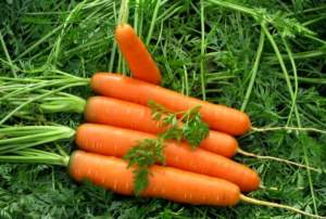 Морковь Канада F1 (2-2,2мм) 100 000 семян. (Bejo)