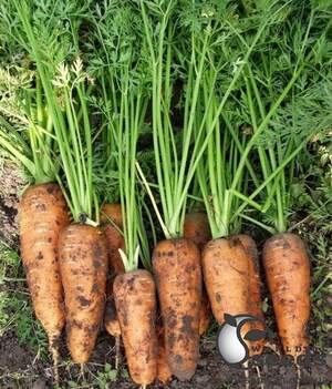 Морковь Каскад F1 (1,4-1,6мм) 100 000 семян. (Bejo)