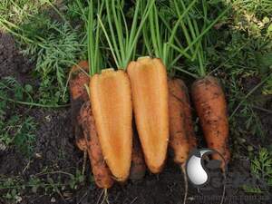 Морковь Каскад F1 (1,4-1,6мм) 100 000 семян. (Bejo) Морковь Каскад F1 (1,4-1,6мм) 100 000 семян. (Bejo)