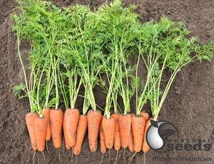 Морковь Кессена F1 (1,4-1,6мм) 100 000 семян. (Bejo) Морковь Кессена F1 (1,4-1,6мм) 100 000 семян. (Bejo)