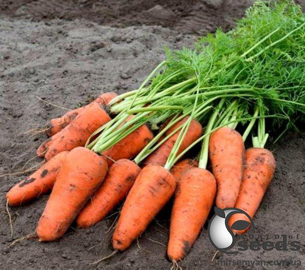 Морковь Кессена F1 (1,4-1,6мм) 100 000 семян. (Bejo) Морковь Кессена F1 (1,4-1,6мм) 100 000 семян. (Bejo)