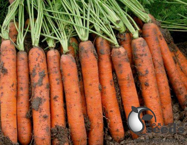 Морковь Наполи F1 (2-2,2мм) 25 000 семян. (Bejo) Морковь Наполи F1 (2-2,2мм) 25 000 семян. (Bejo)