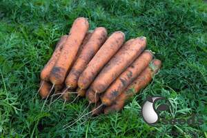 Морковь Номинатор F1 (1,8-2мм) 100 000 семян. (Bejo) Морковь Номинатор F1 (1,8-2мм) 100 000 семян. (Bejo)