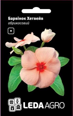 Барвинок Хэтвейв абрикосовый 10 семян. L