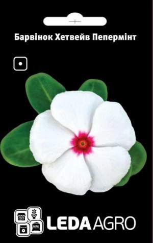 Барвинок Хэтвейв Пеперминт белый 10 семян. L