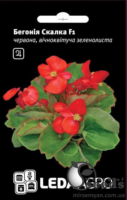 Бегония Скалка F1 красная зеленолист. 10 семян. L Бегония Скалка F1 красная зеленолист. 10 семян. L